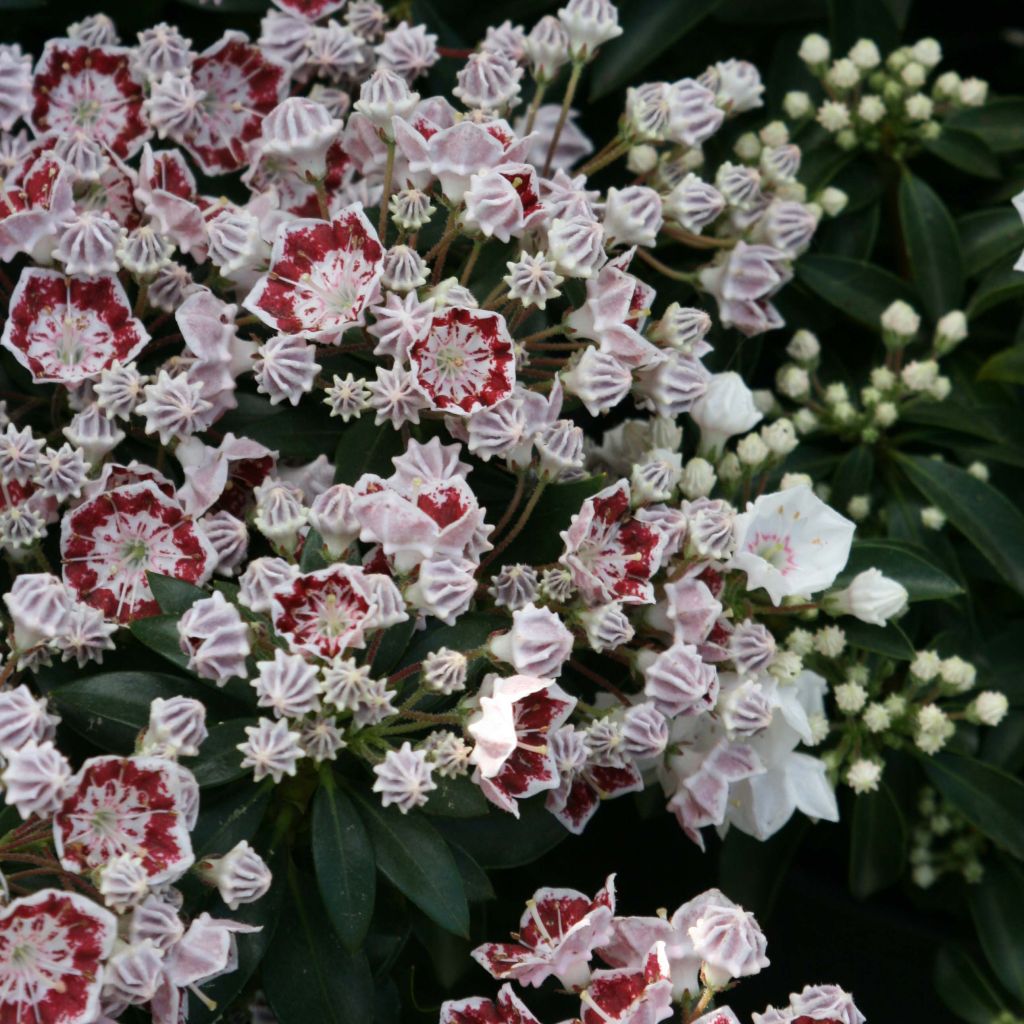 Kalmia latifolia Minuet - Laurier des montagnes