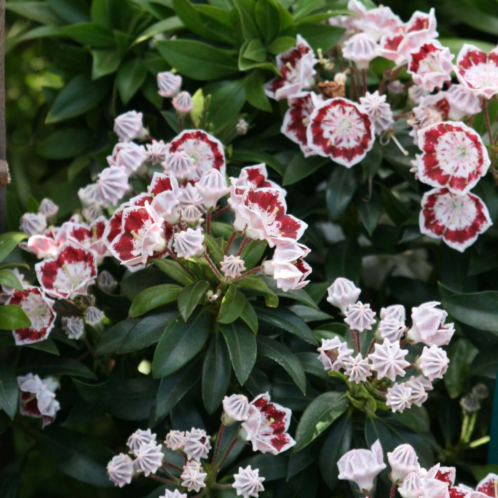 Kalmia latifolia Minuet - Laurier des montagnes