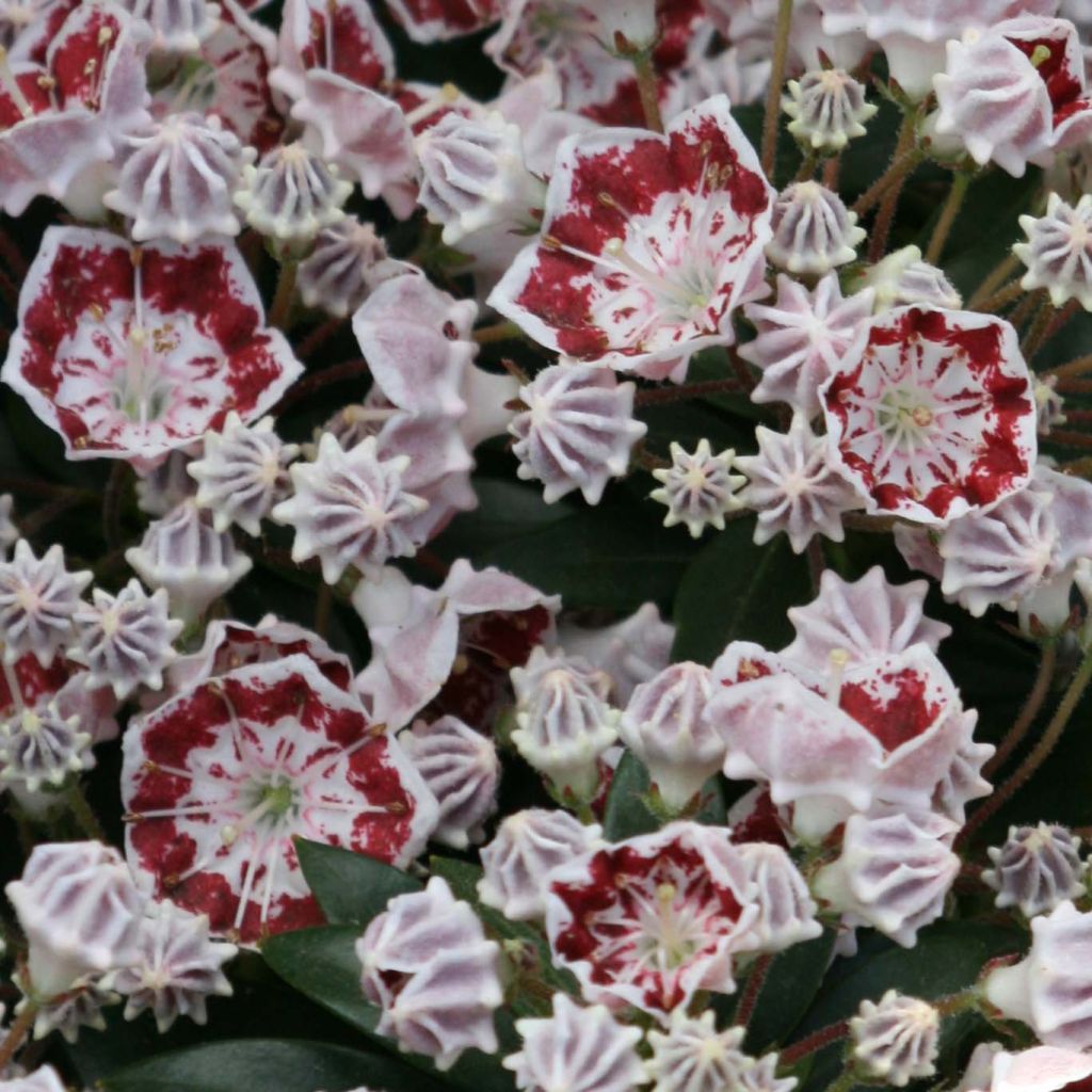 Kalmia latifolia Minuet - Laurier des montagnes