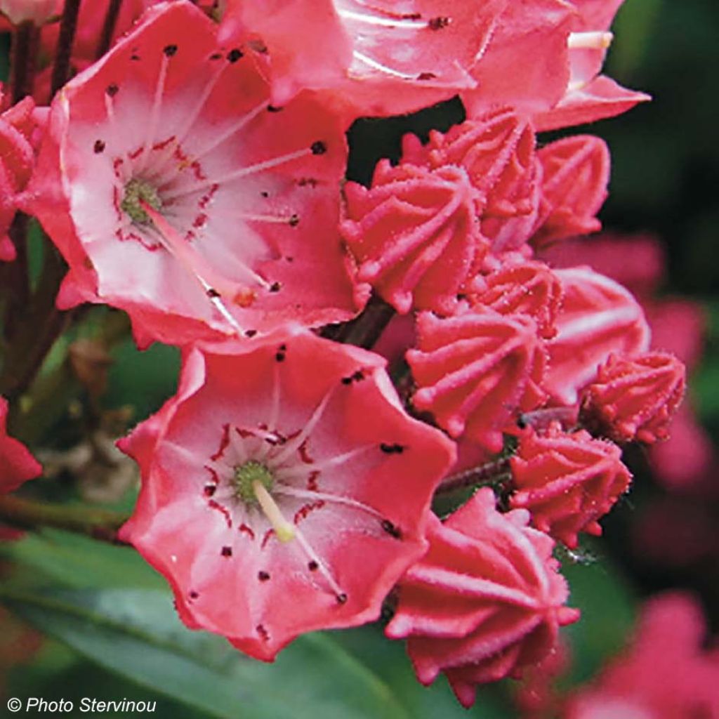 Kalmia latifolia Pinkobello - Laurier des montagnes rose vif 