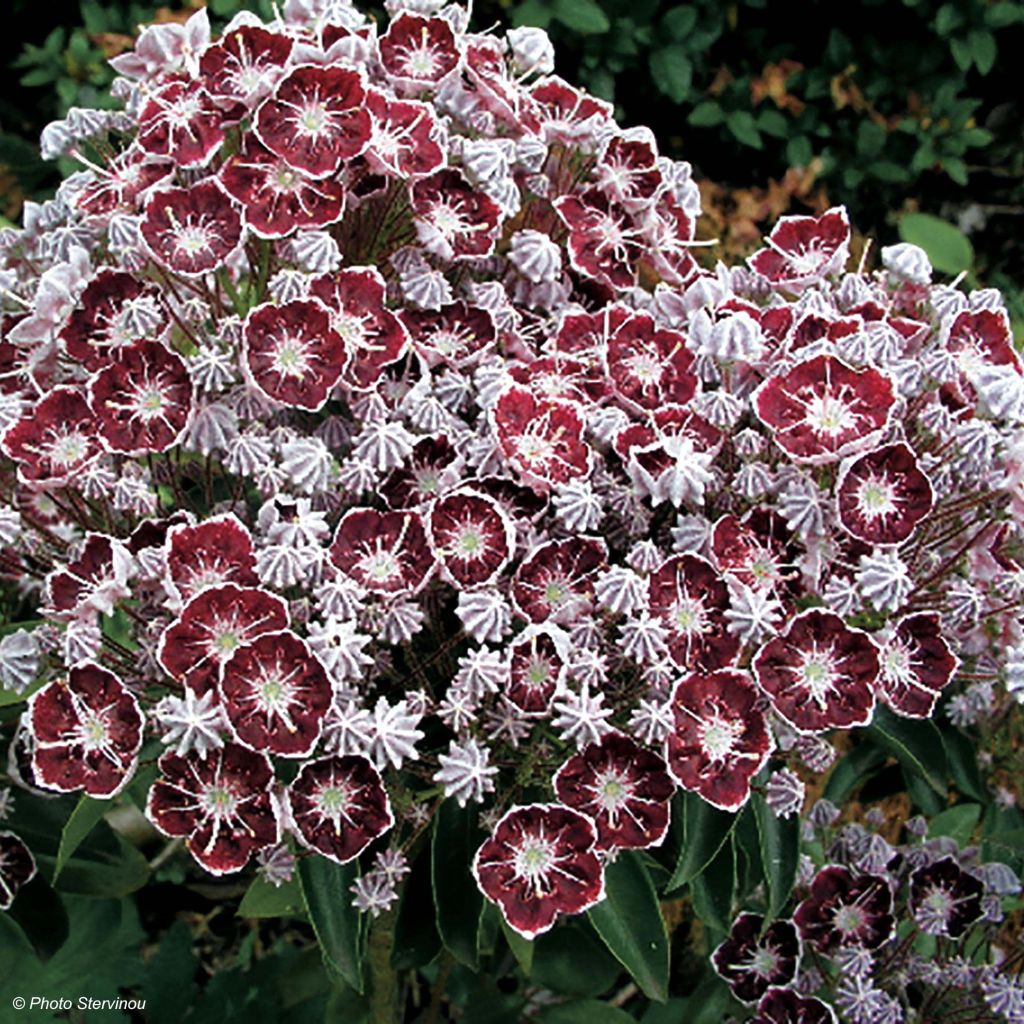 Kalmia latifolia Tad - Laurier des montagnes blanc et chocolat