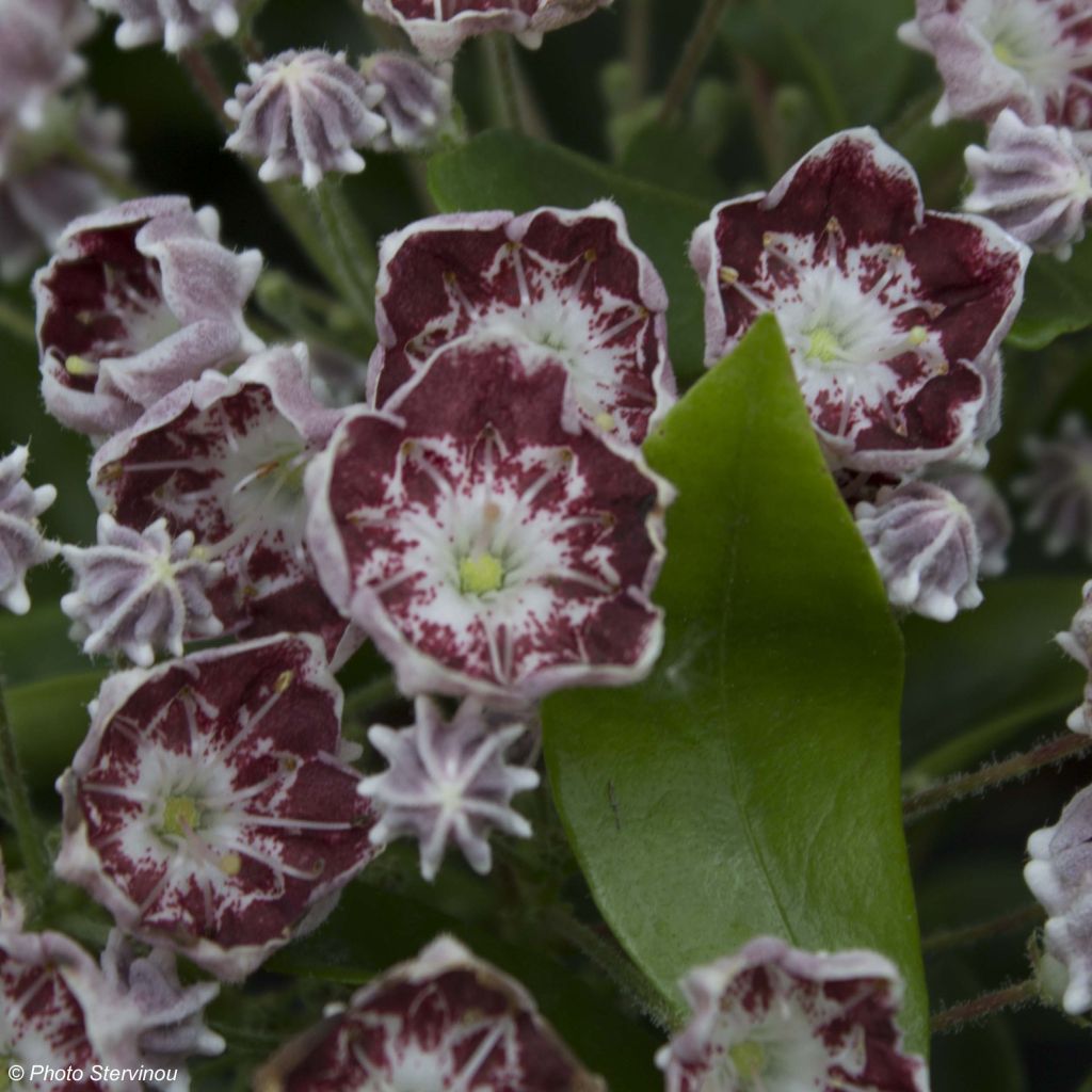 Kalmia latifolia Tad - Laurier des montagnes blanc et chocolat