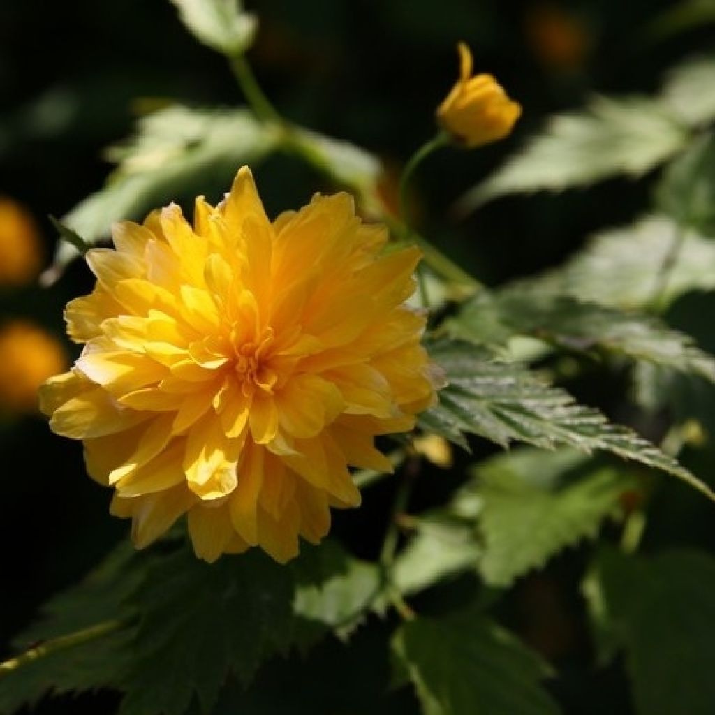 Kerria Japonica 'Pleniflora'