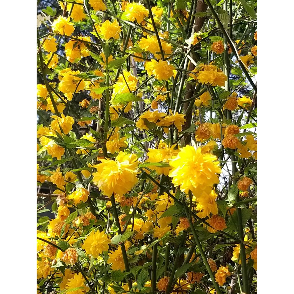Kerria Japonica 'Pleniflora'