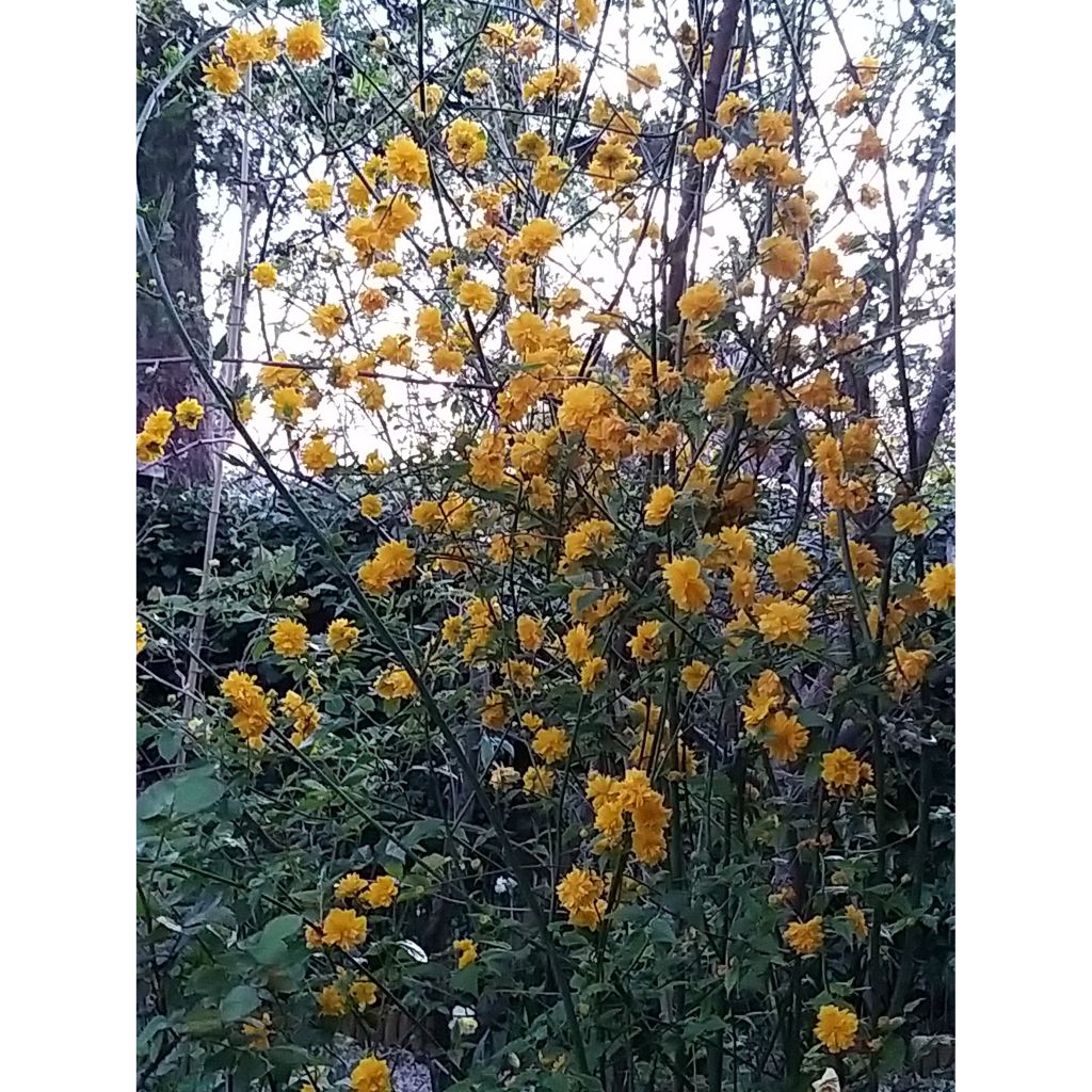 Kerria Japonica 'Pleniflora'