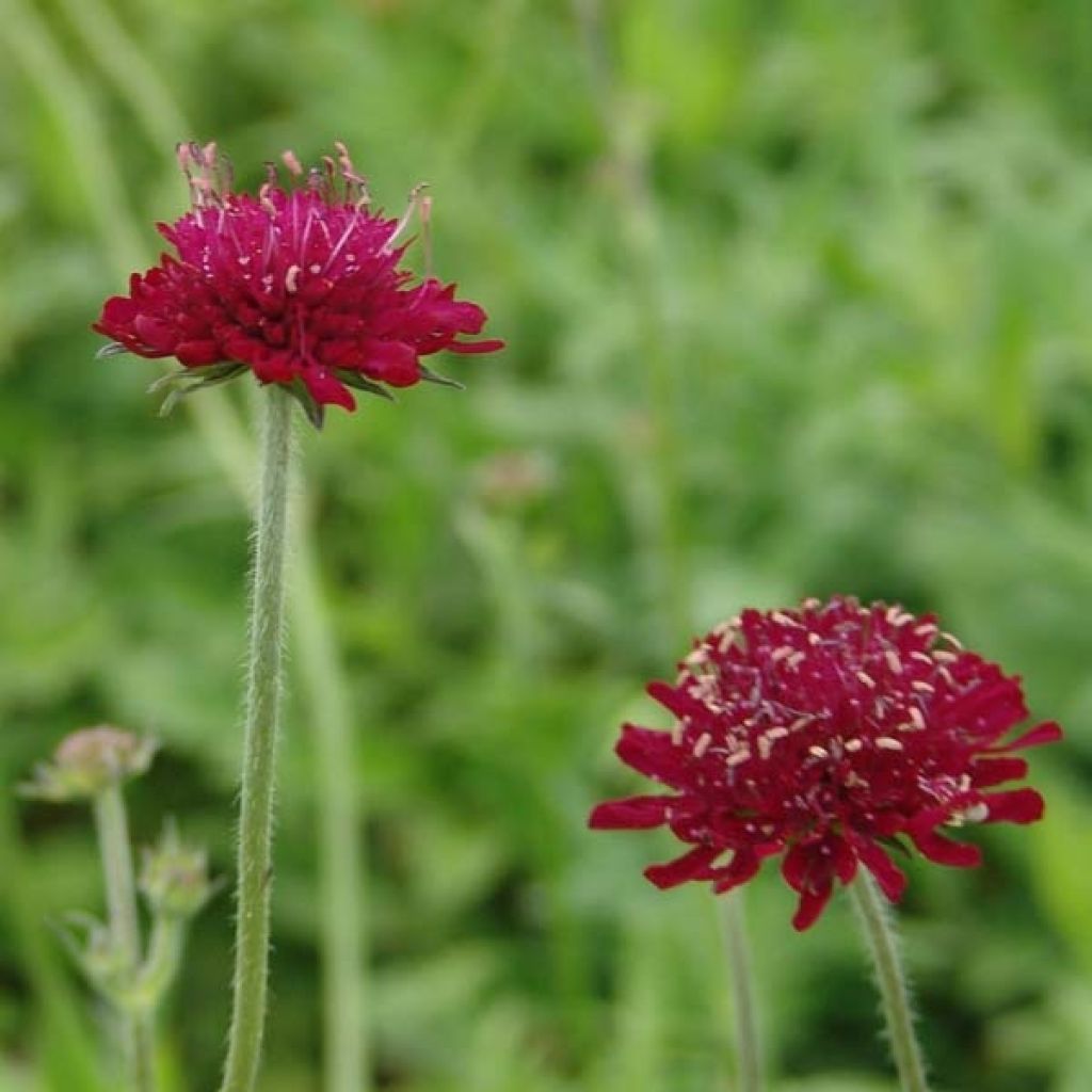 Knautia macedonica