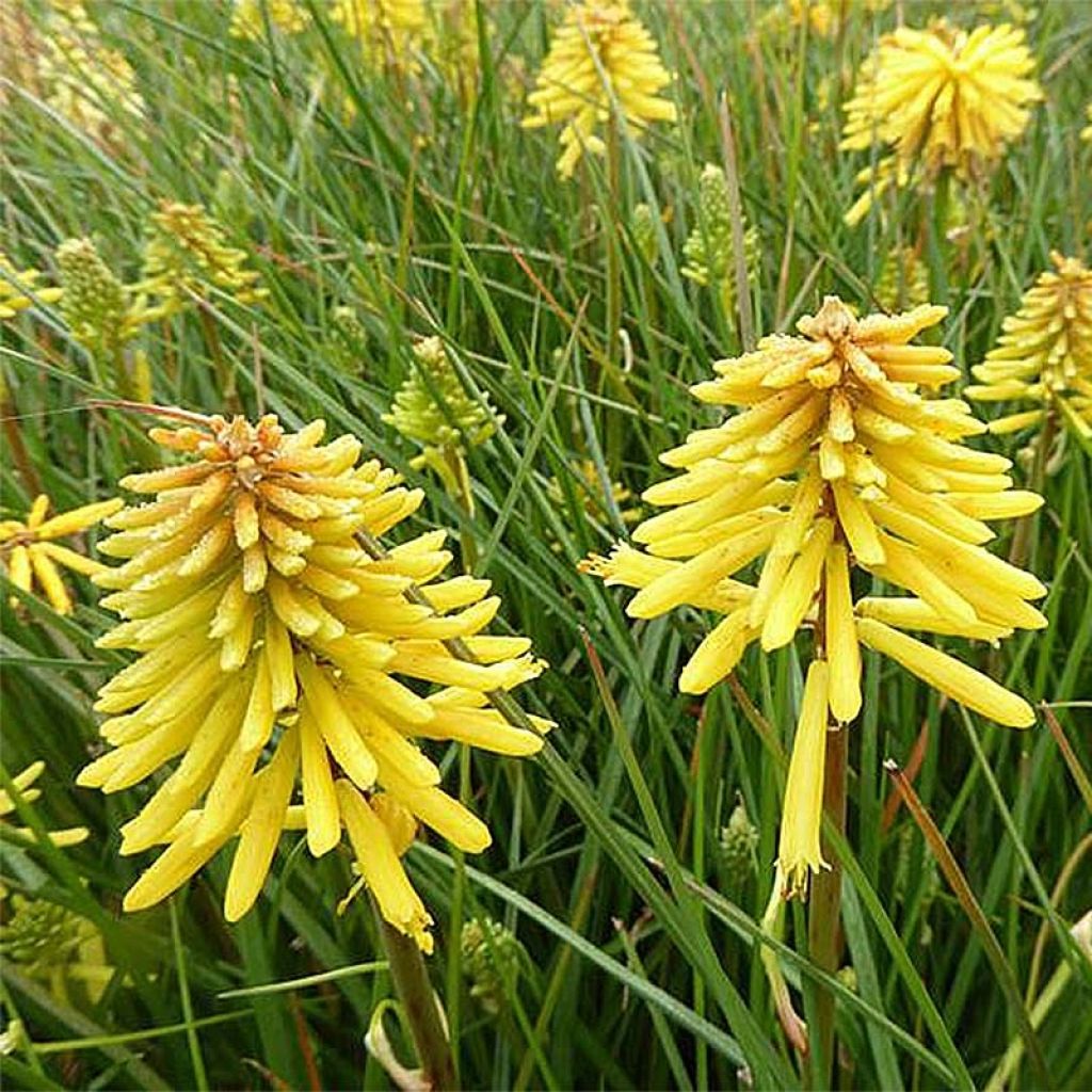 Tritoma - Kniphofia Banana Popsicle