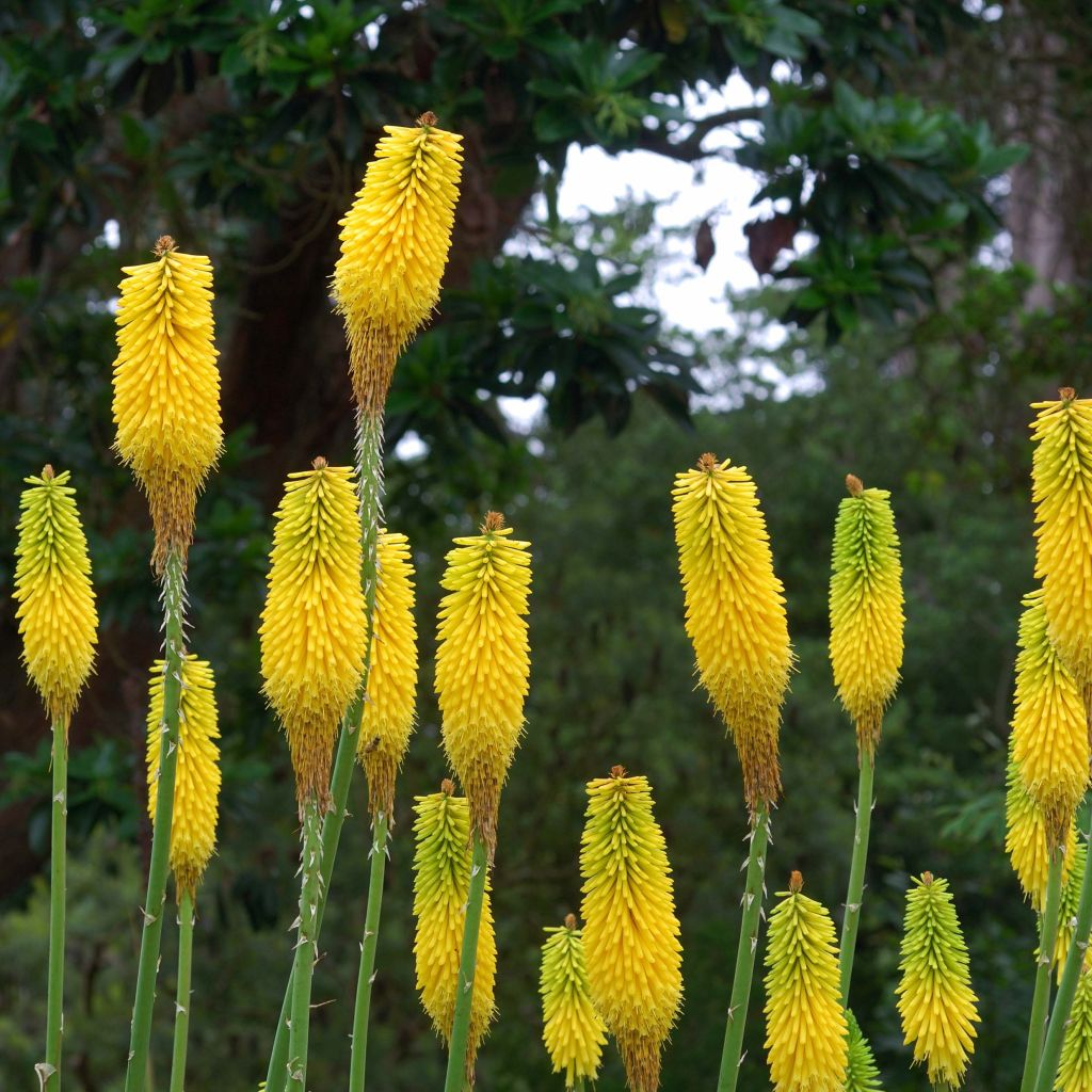 Kniphofia citrina - Tritoma