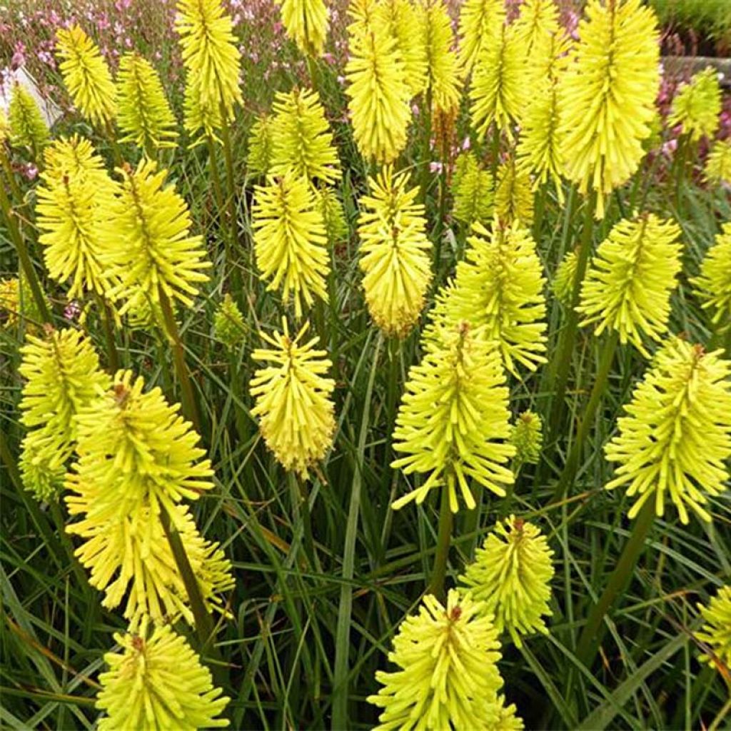 Kniphofia Dorset Sentry - Tritoma