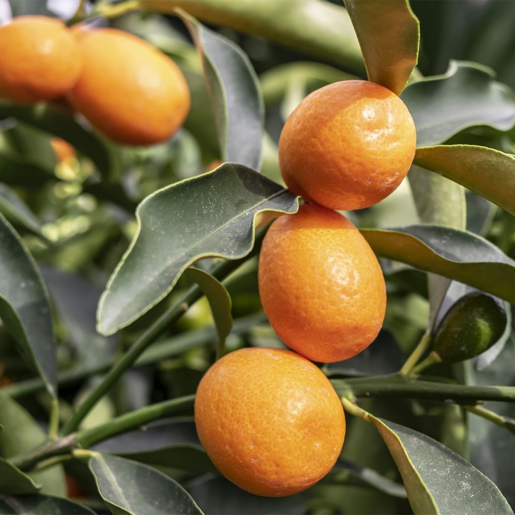 Kumquat à fruits ovales - Fortunella margarita