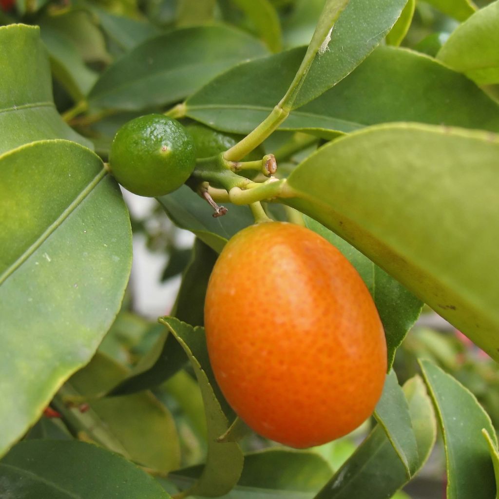 Kumquat Fukushu ou Jiangsu - Fortunella obovata