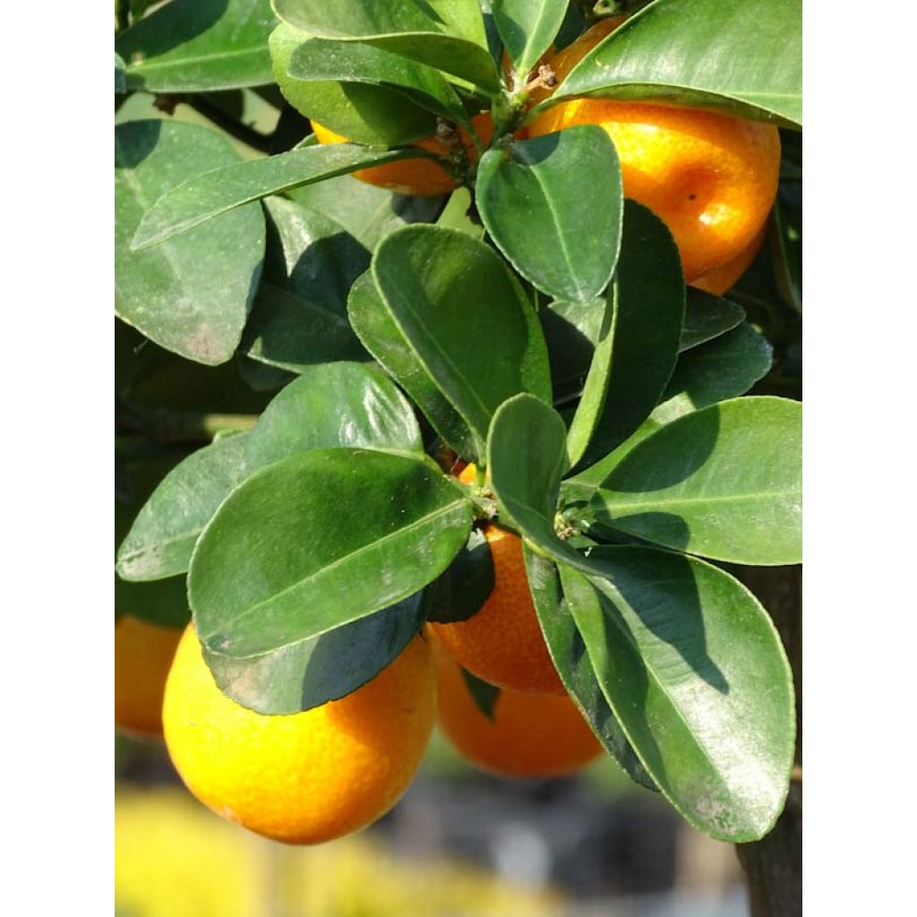 Kumquat Fukushu ou Jiangsu - Fortunella obovata