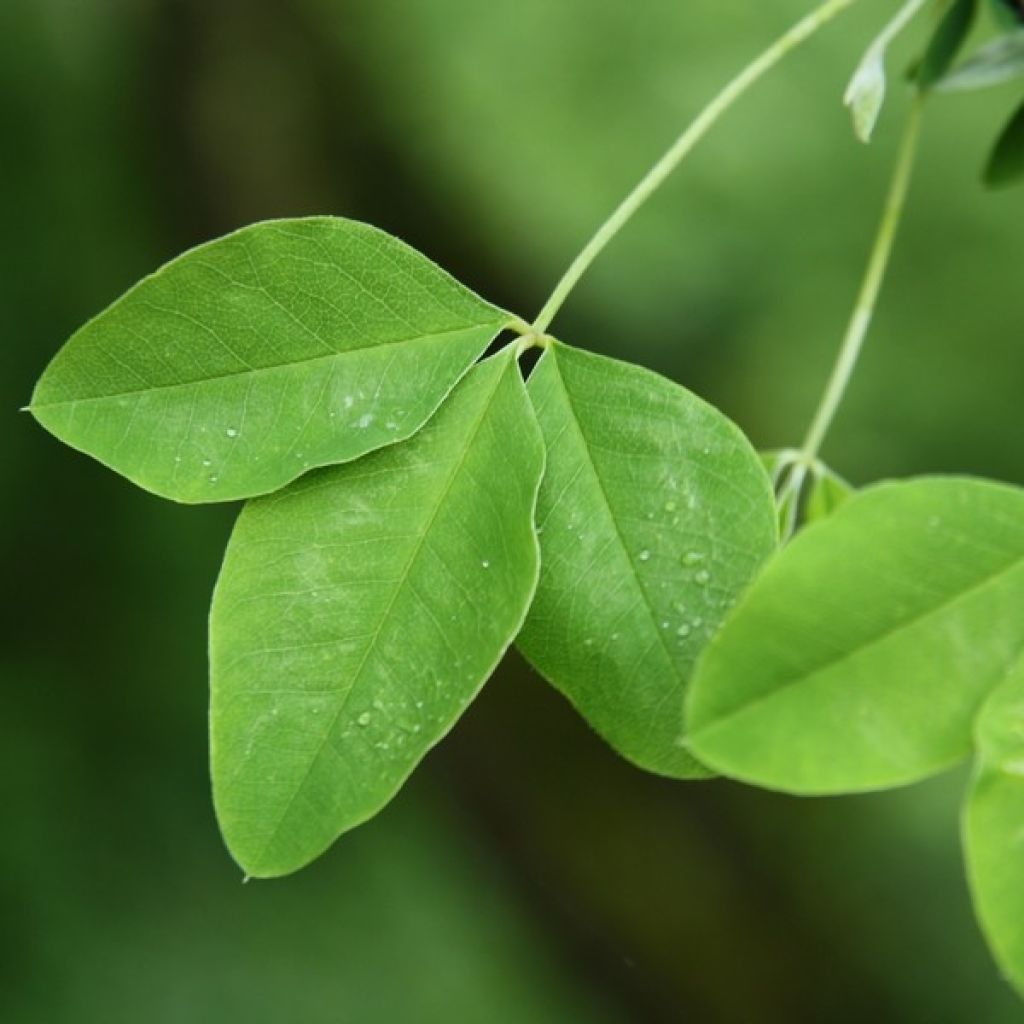 Laburnum anagyroides - Cytise à grappe