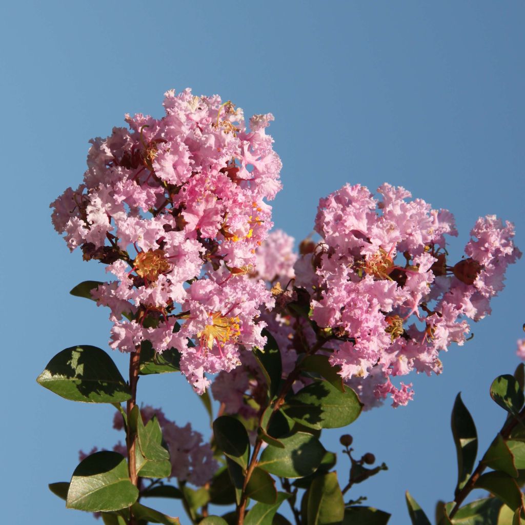 Lagerstroemia Camaïeu d'Eté - Lilas des Indes