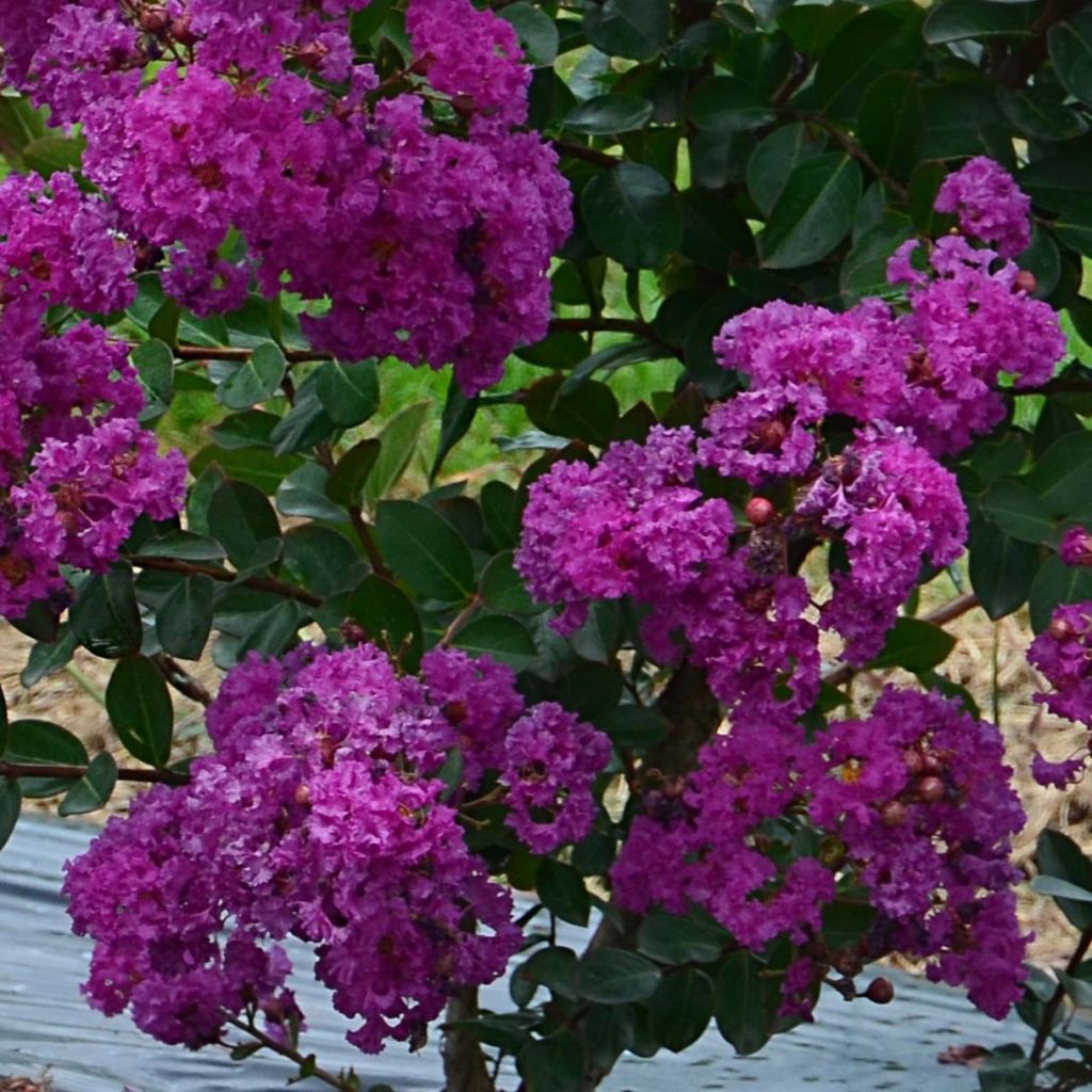 lagerstroemia indica Violet d'Eté indyvio - Lilas des Indes violine