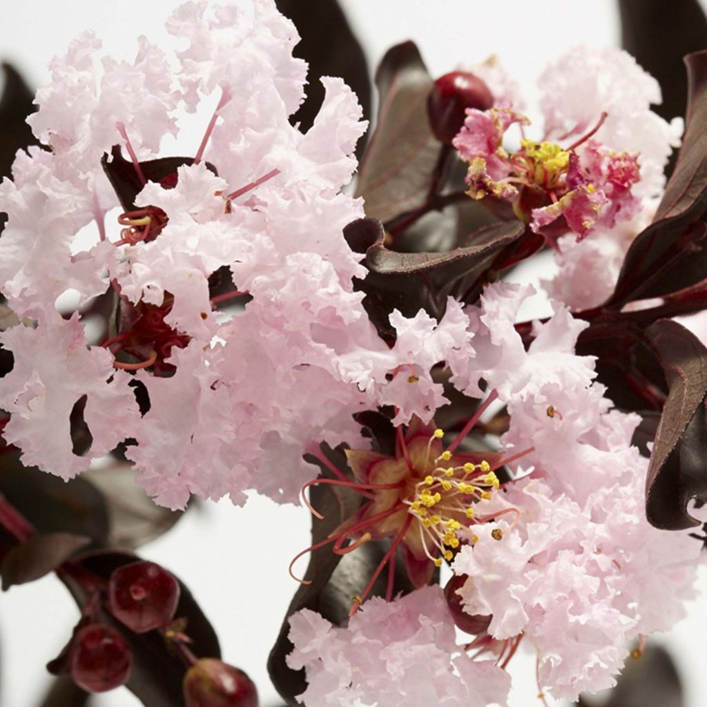 Lagerstroemia indica Black Solitaire® (Black Diamond) Blush - Lilas des Indes