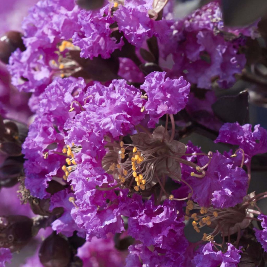 Lagerstroemia indica Black Solitaire (Black Diamond) Purely Purple - Lilas des Indes