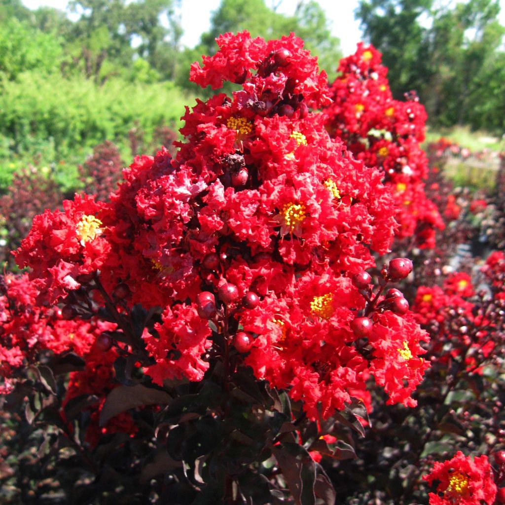 Lagerstroemia indica Black Solitaire (Black Diamond) Red Hot - Lilas des Indes