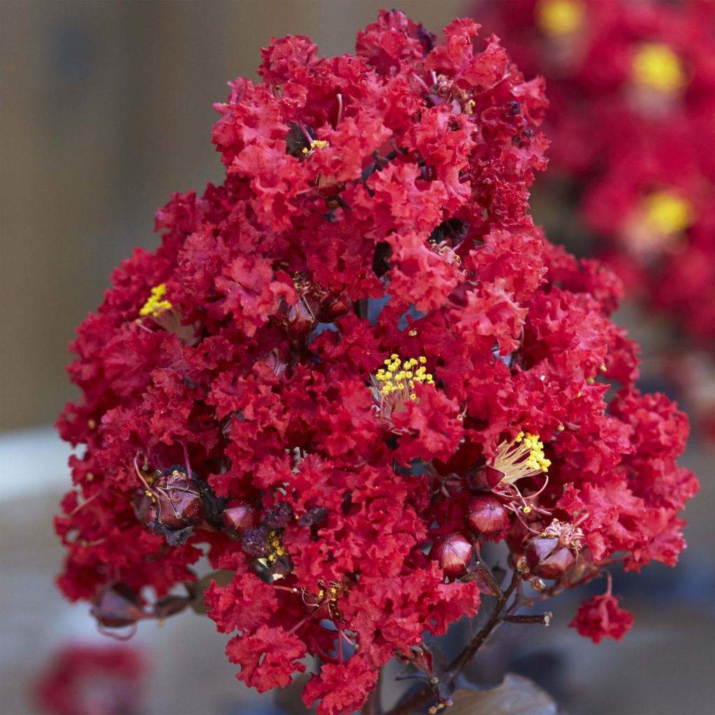 Lagerstroemia indica Black Solitaire (Black Diamond) Red Hot - Lilas des Indes