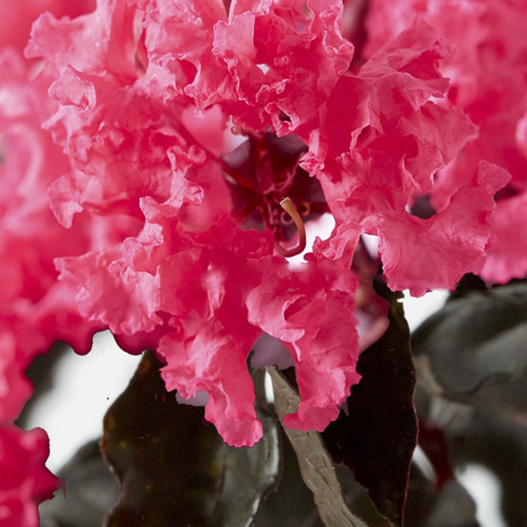 Lagerstroemia indica Black Solitaire (Black Diamond) Shell Pink - Lilas des Indes