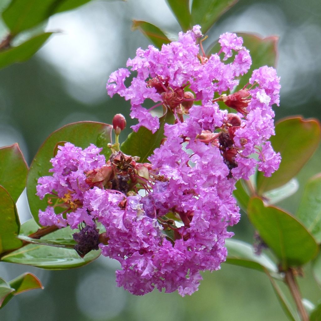 Lagerstroemia indica Petite Canaille mauve - Lilas des Indes mauve