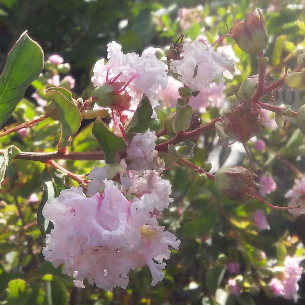 Lagerstroemia indica Summer Beauty Hope - Lilas des Indes