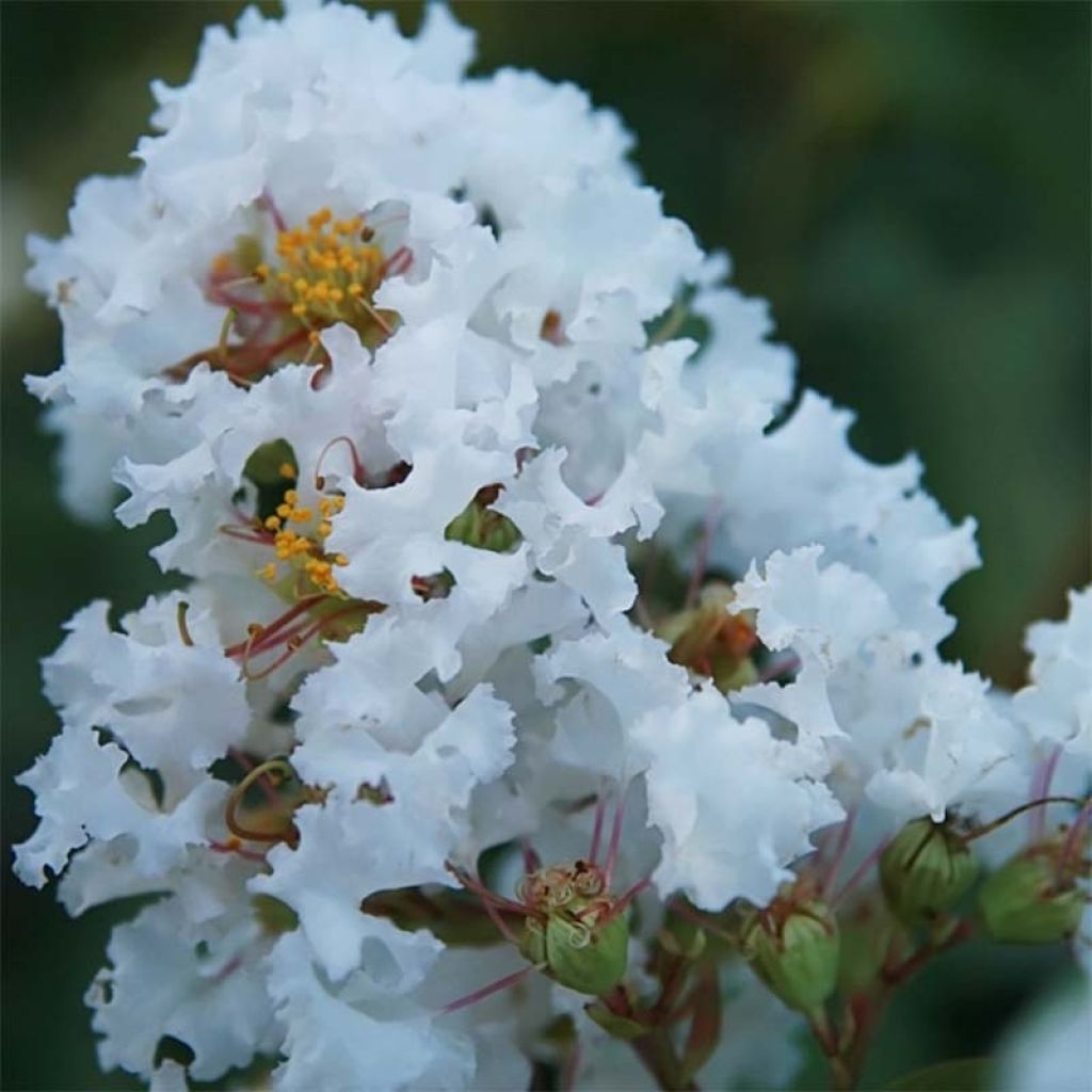 Lagerstroemia indica Summer Charm Acoma - Lilas des Indes