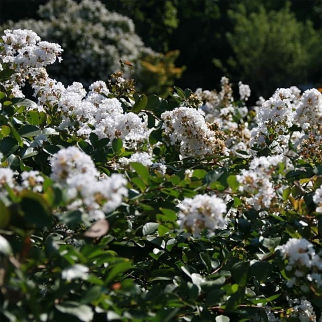 Lagerstroemia indica Summer Charm Acoma - Lilas des Indes