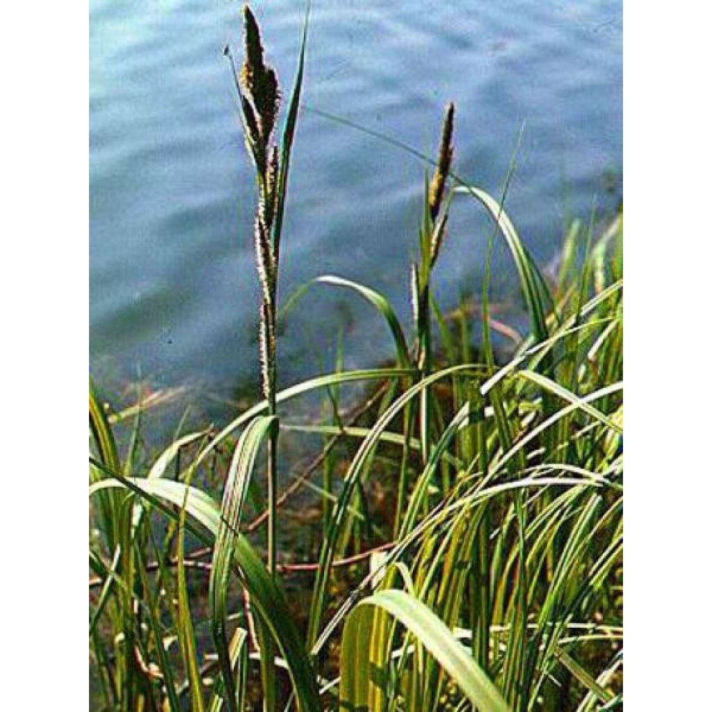 Carex riparia Variegata - Laîche des rives panachée