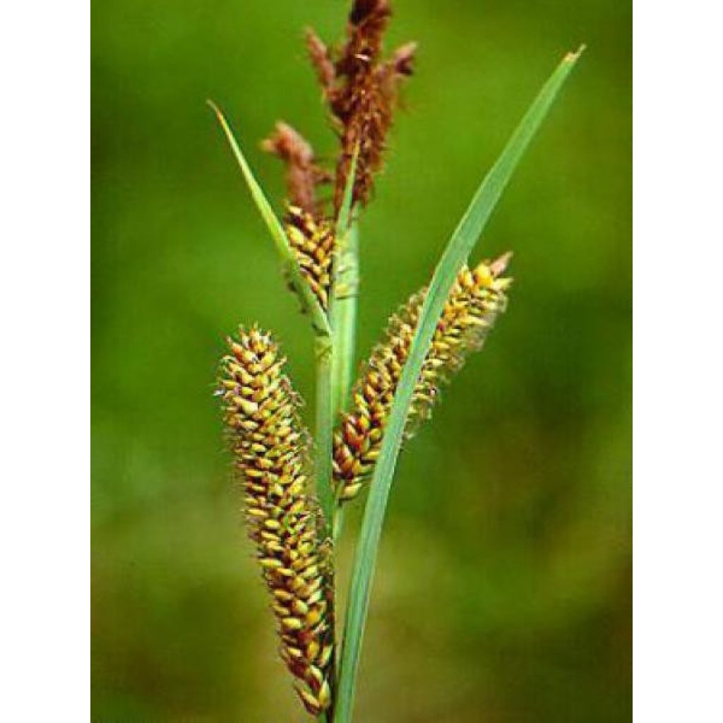 Carex riparia Variegata - Laîche des rives panachée