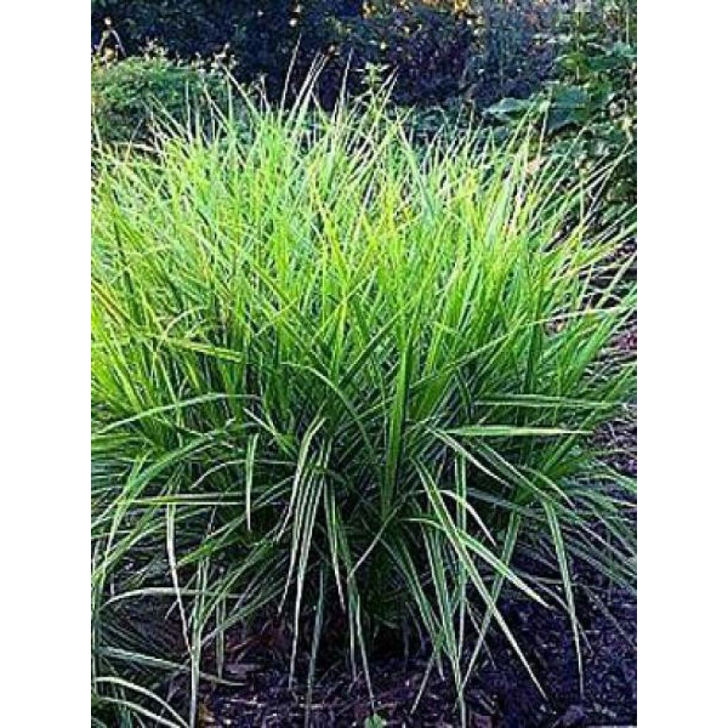 Carex muskingumensis Variegata - Laîche palmée