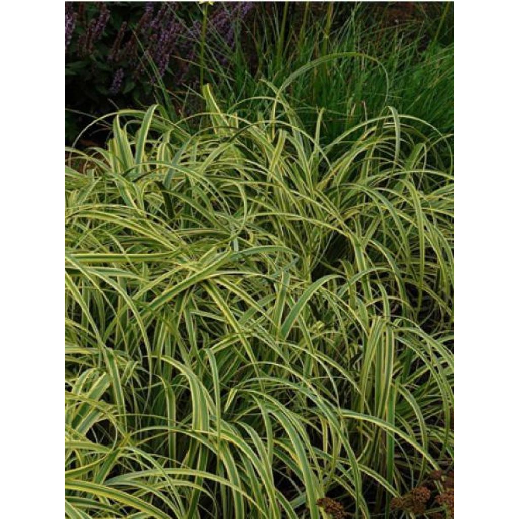 Carex trifida Rekohu Sunrise - Laîche