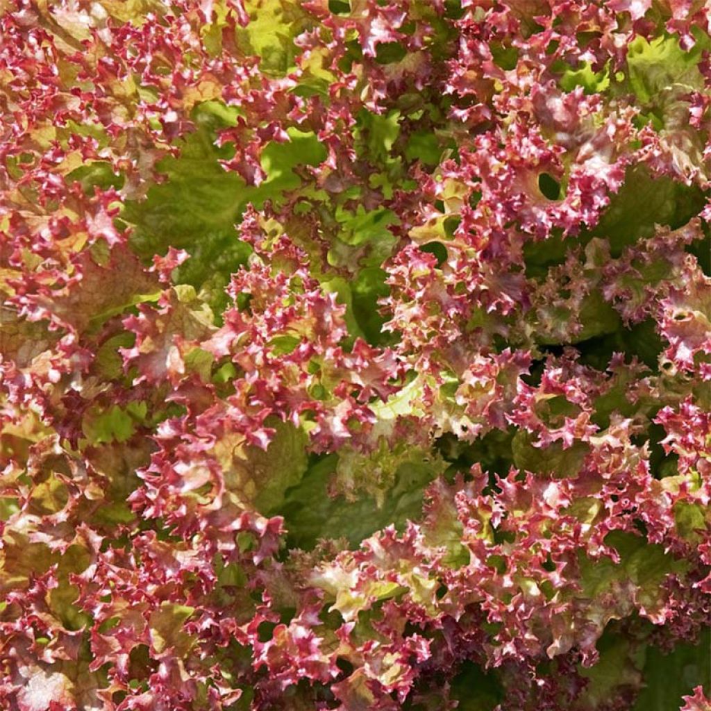 Laitue à couper Red Salad Bowl Bio