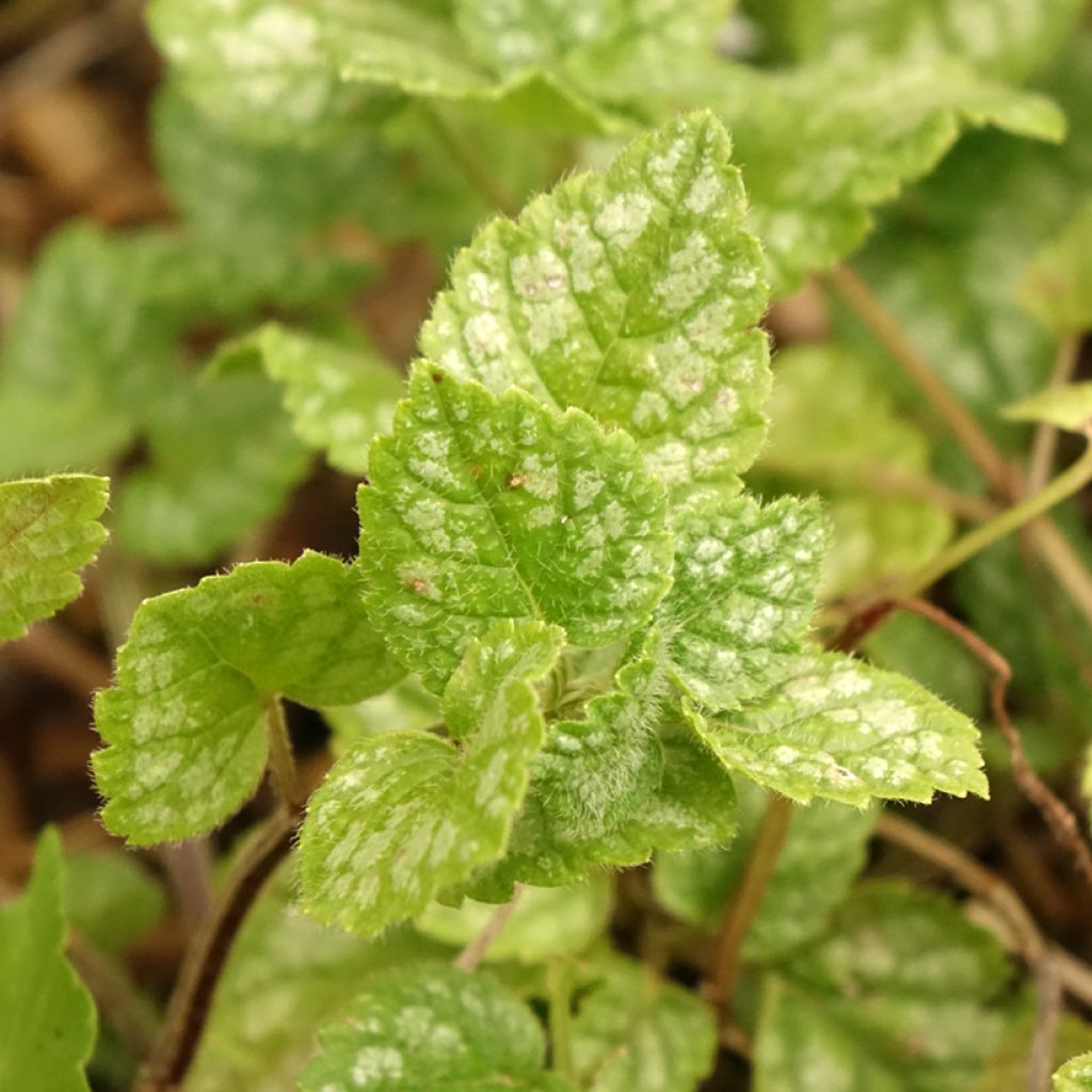 Lamium ou Lamiastrum galeobdolon Kirkcudbright Dwarf - Lamier