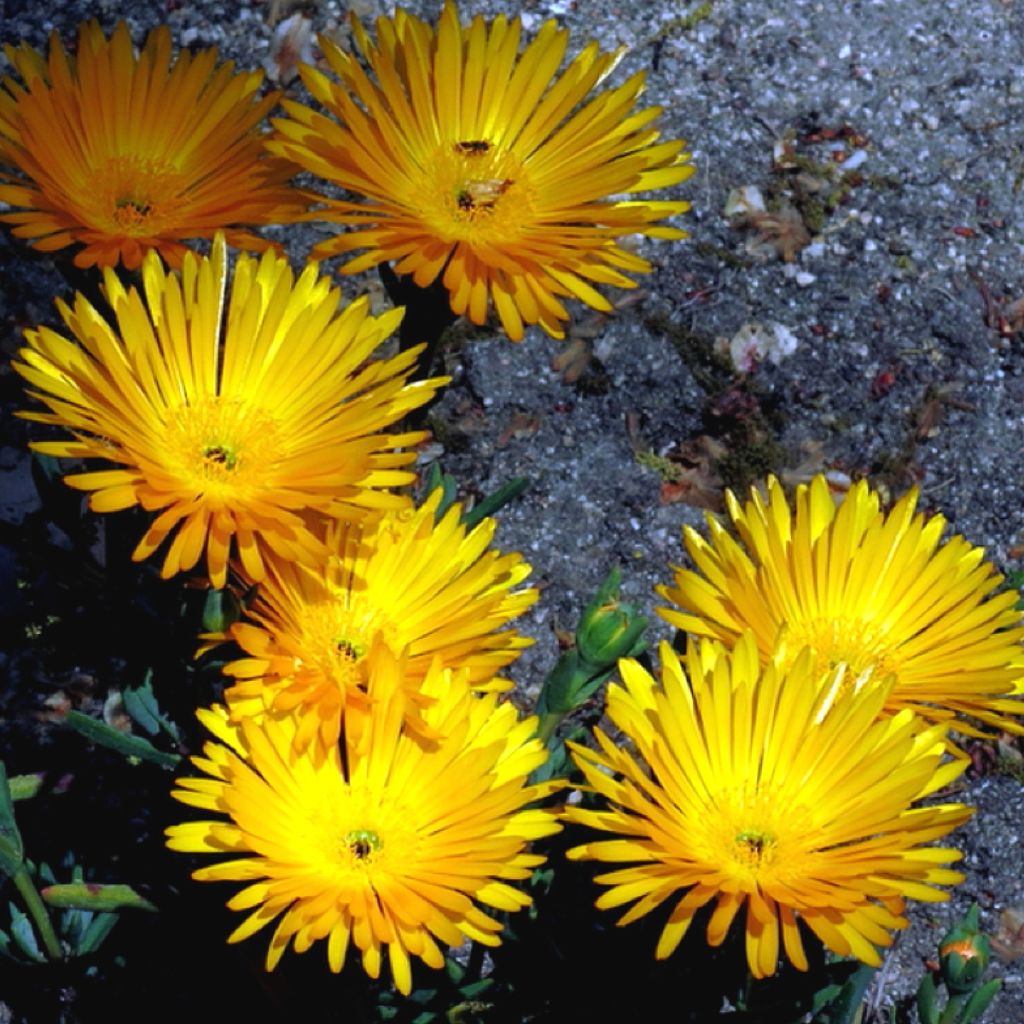 Lampranthus aurantiacus à fleurs jaunes - Ficoïde orange