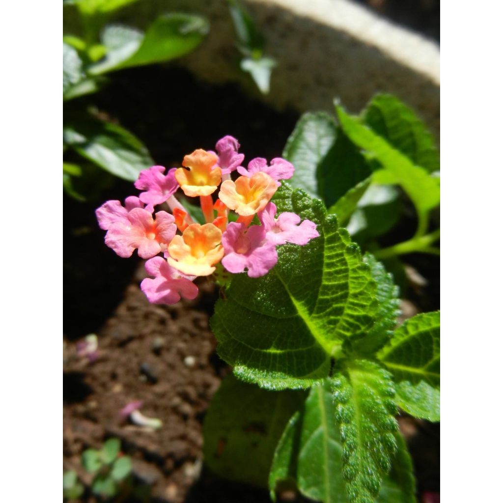 Lantana camara Evita Rose