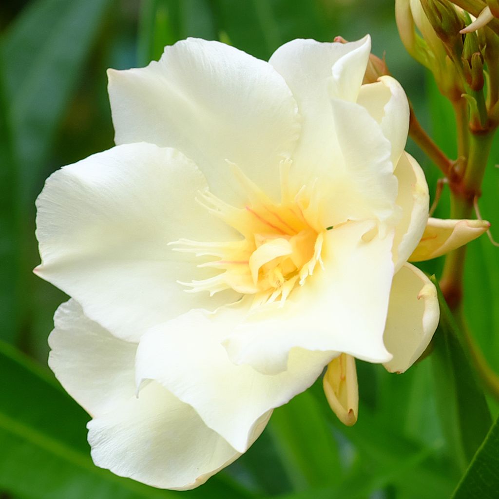 Laurier rose Luteum Plenum - Nerium oleander