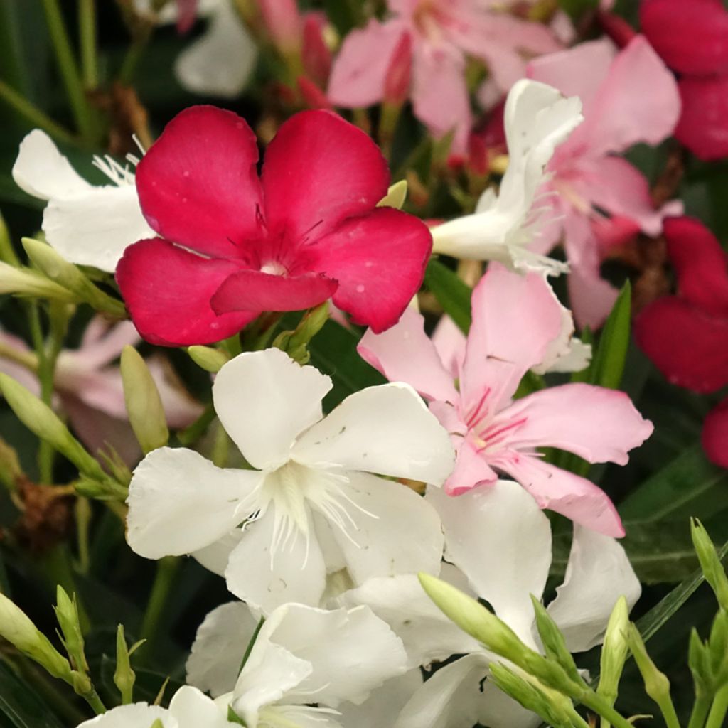 Laurier rose Tricolor - Nerium oleander