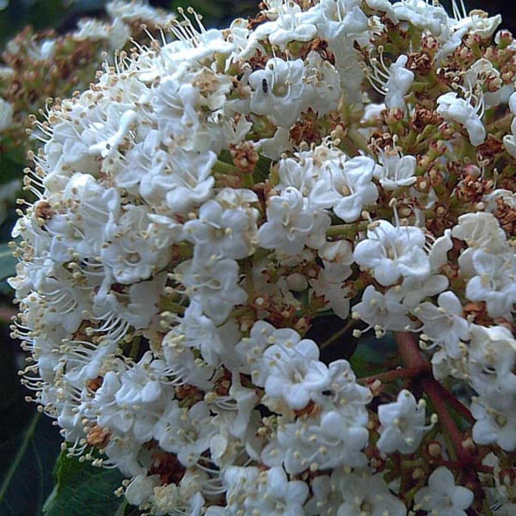 Viorne, Laurier Tin - Viburnum tinus