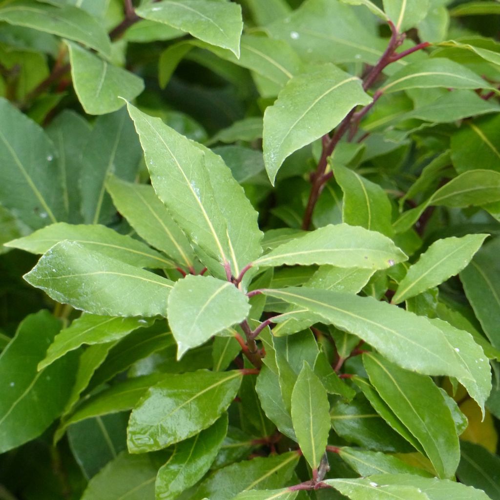 Laurier sauce - Laurus nobilis 