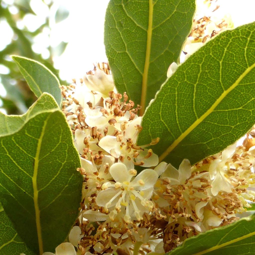 Laurier sauce - Laurus nobilis 