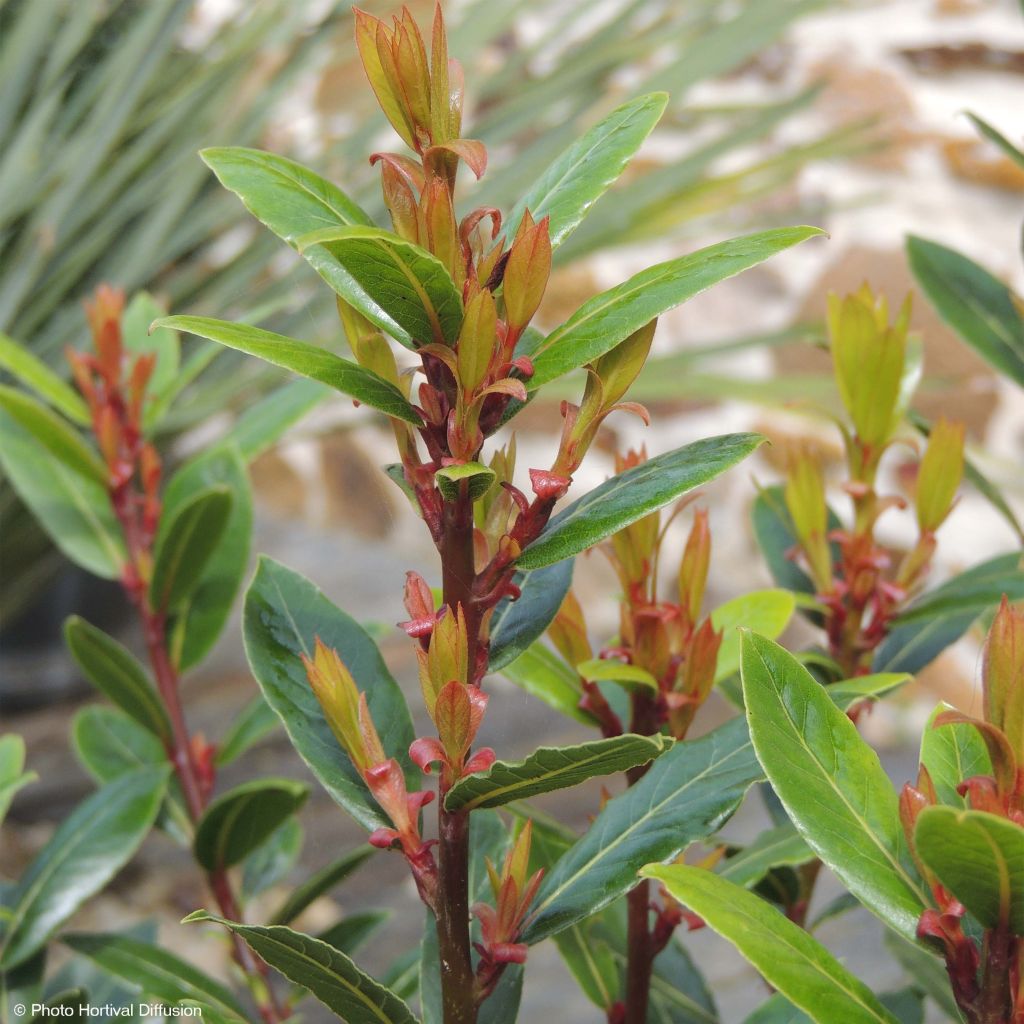 Laurus nobilis Little Ragu - Laurier-Sauce