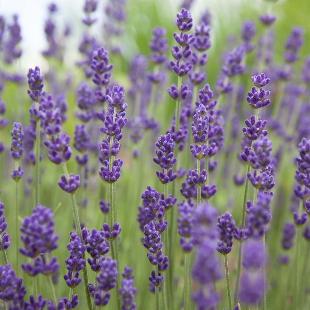 Lavande angustifolia Bleu de Gien