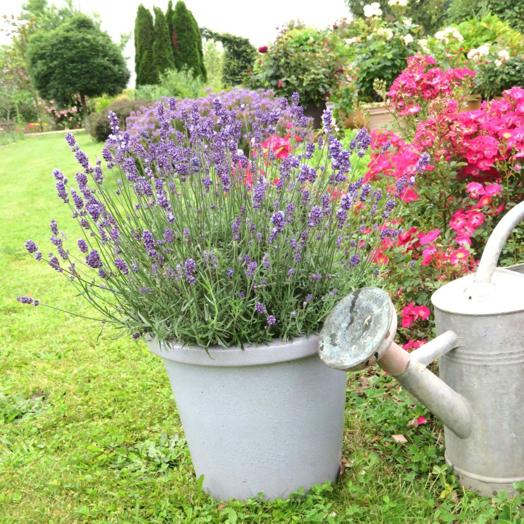 Lavande angustifolia Bleu de Gien