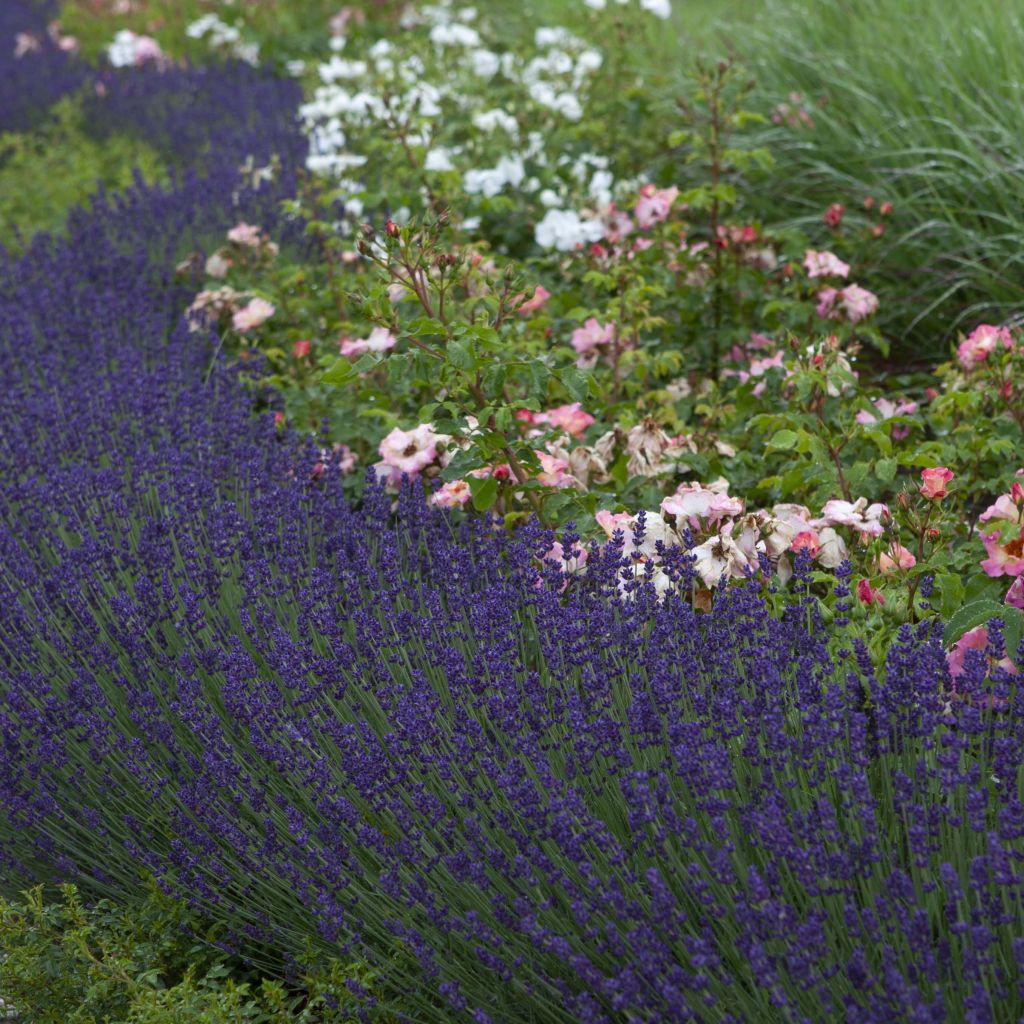 Lavande angustifolia Bleu de Gien