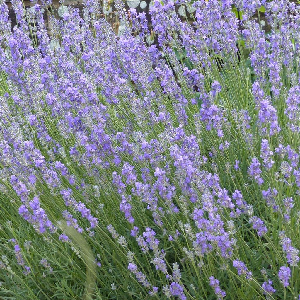 Lavande angustifolia Munstead