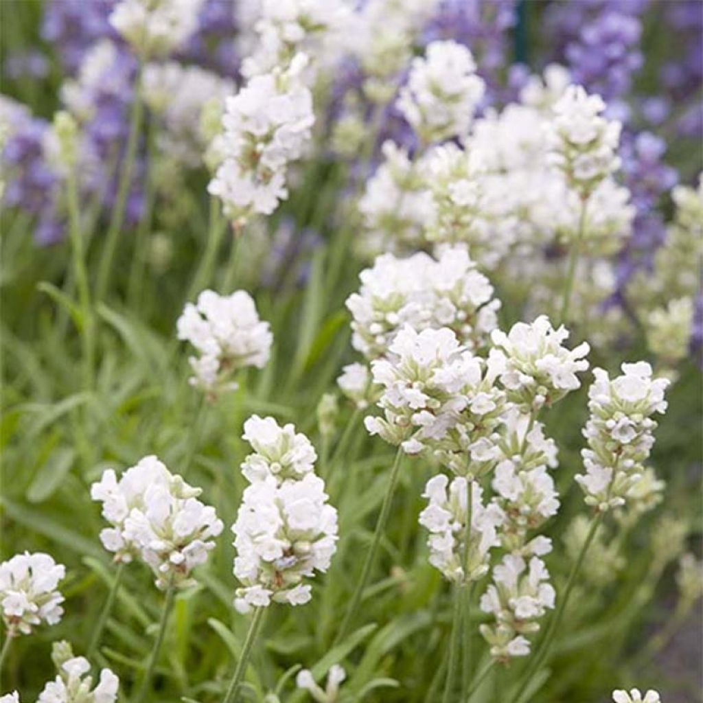 Lavande Arctic Snow - Lavandula angustifolia