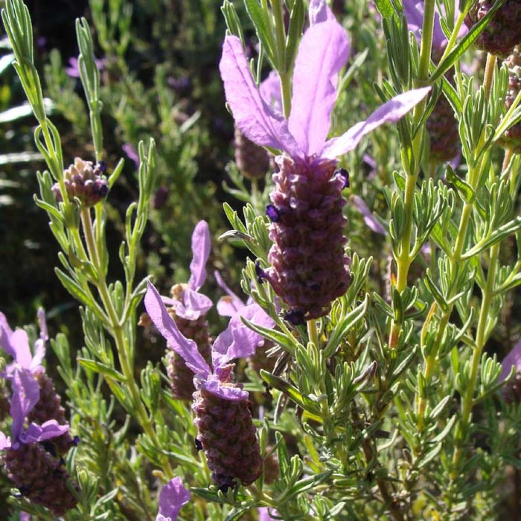 Graines de Lavandula stoechas - Lavande papillon