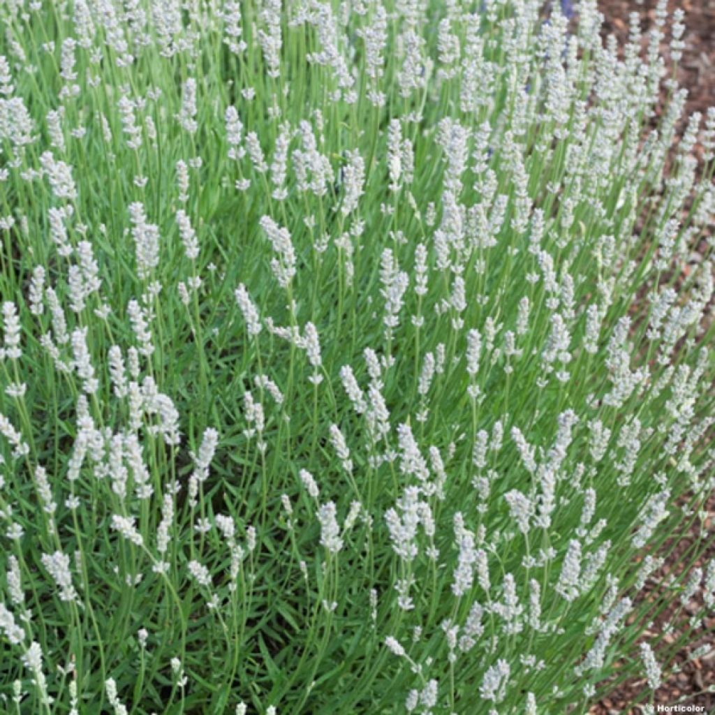 Lavande hybride, Lavandin - Lavandula intermedia Edelweiss