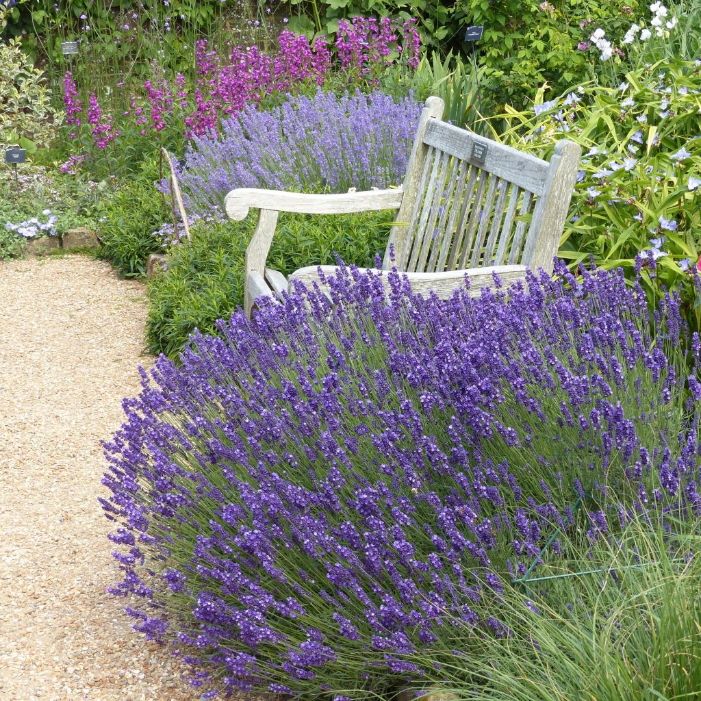 LAVANDE NAINE HIDCOTE BLUE, plante en ligne